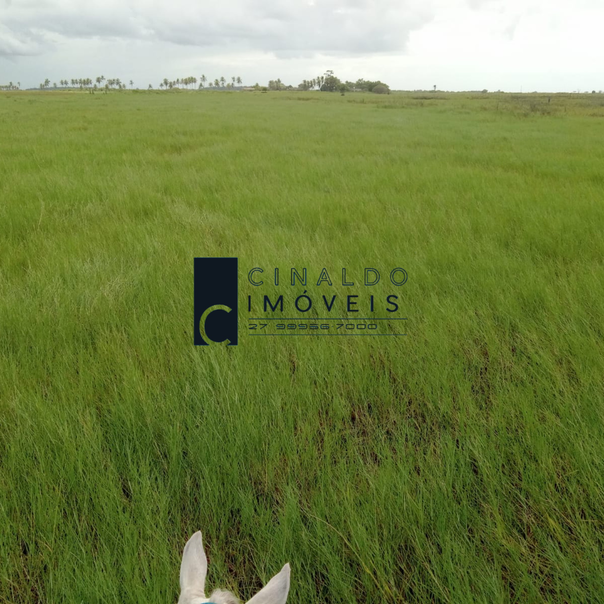 Fazenda em Linhares ES